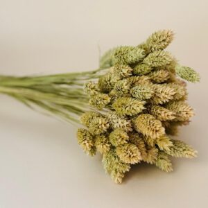 Botte Phalaris Naturel