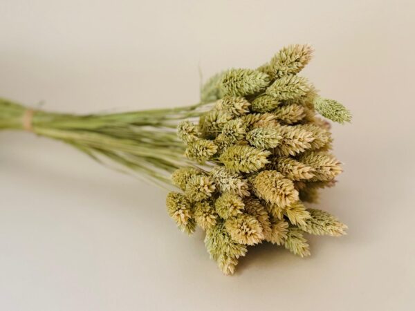 Botte Phalaris Naturel