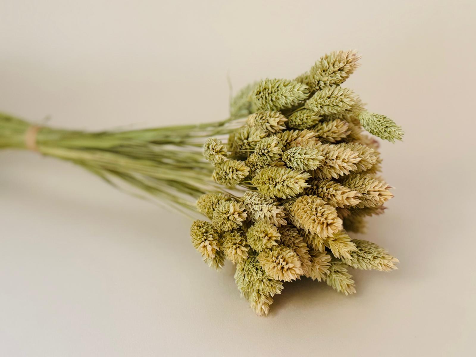 Botte Phalaris Naturel