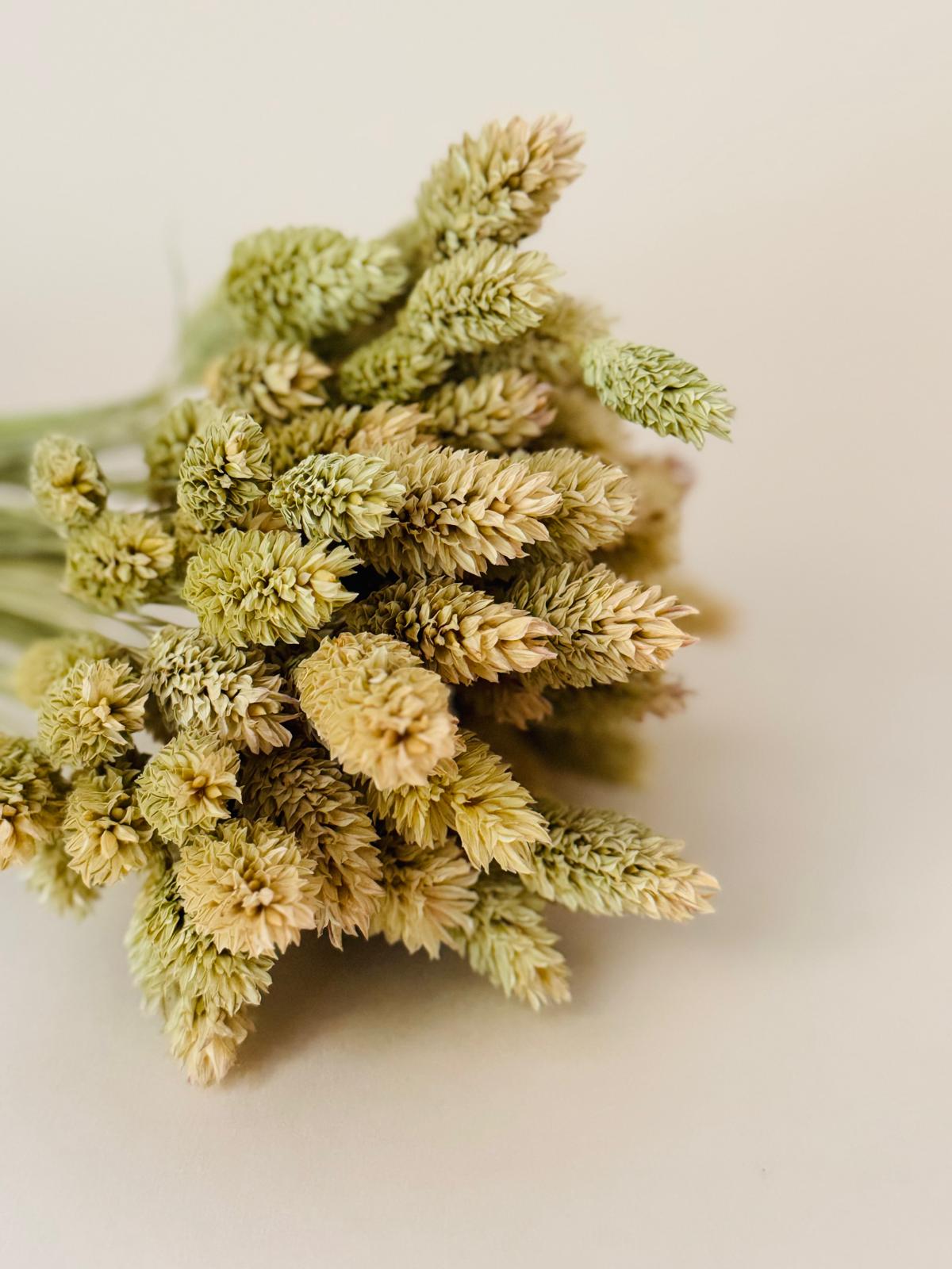 Botte Phalaris Naturel – Image 2
