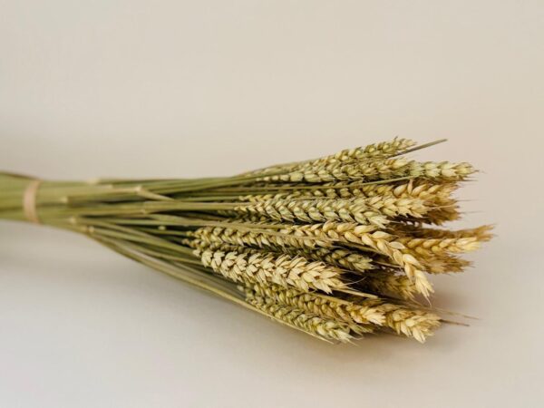 Botte Blé Naturel