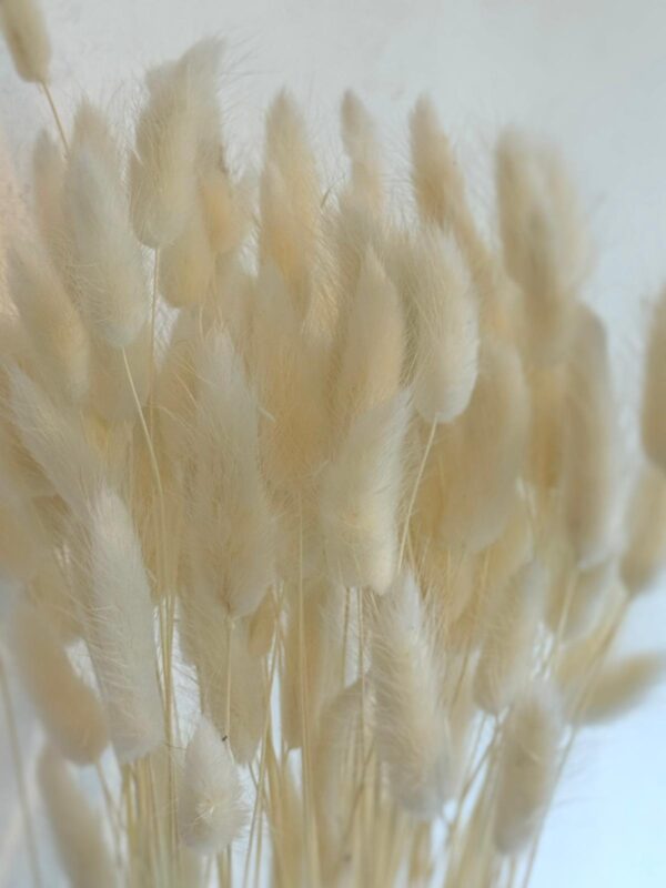 Botte Lagurus Blanc – Image 3