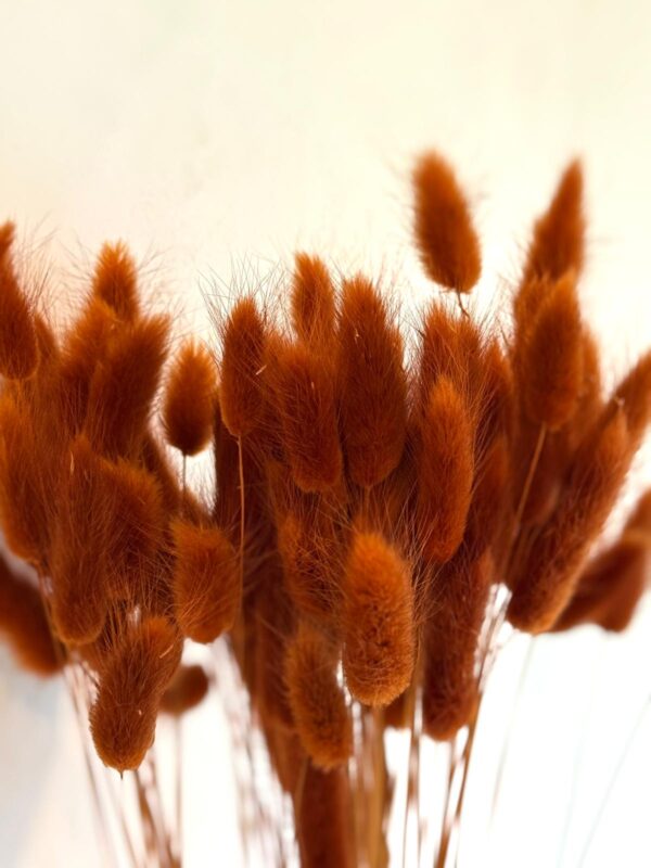 Botte Lagurus Terracotta – Image 3