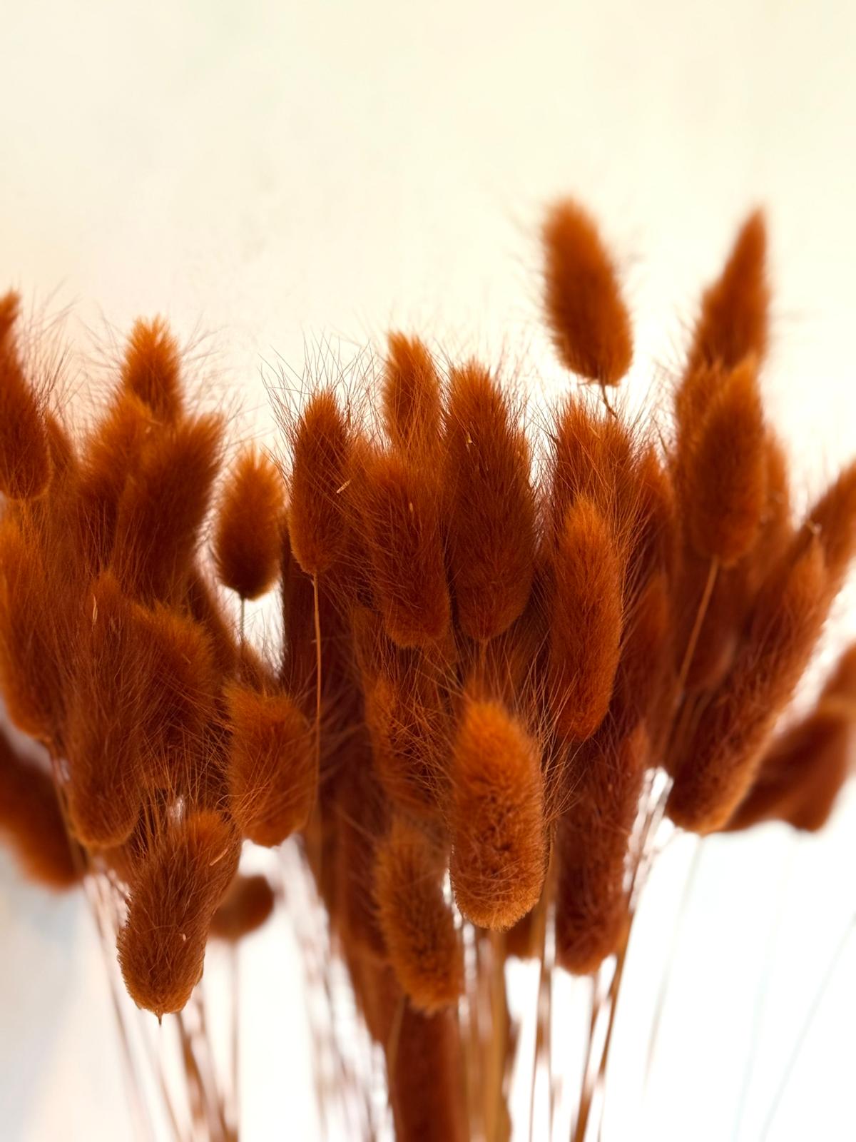 Botte Lagurus Terracotta – Image 3
