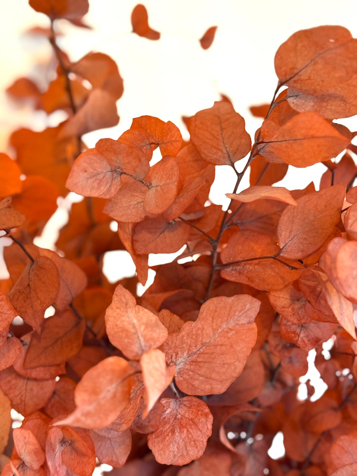 Botte Eucalyptus Cinerea Stabilisé Orange – Image 3