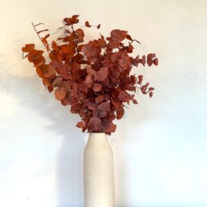 Botte Eucalyptus Cinerea Stabilisé Orange