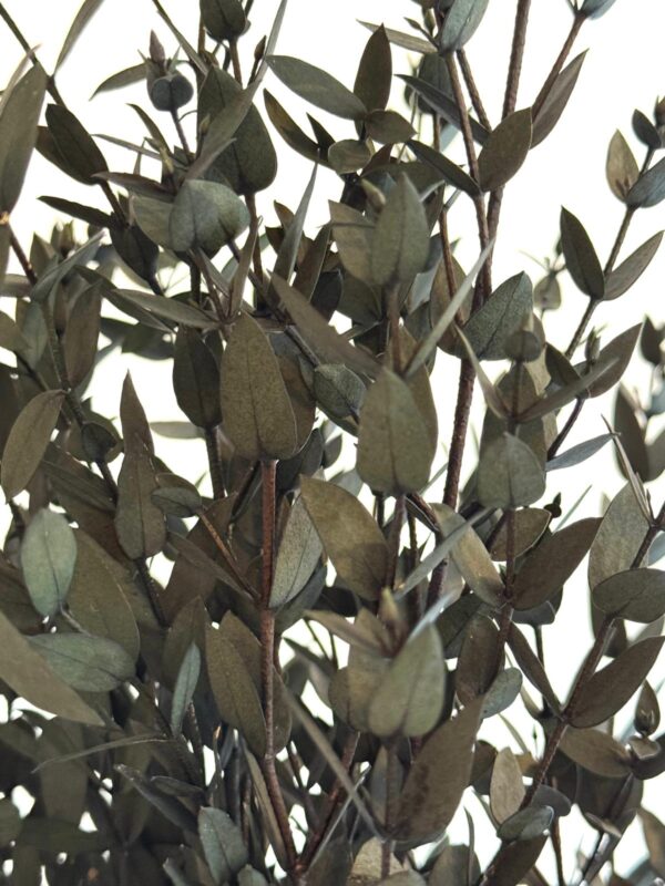 Botte Eucalyptus Parvifolia Stabilisé – Image 3