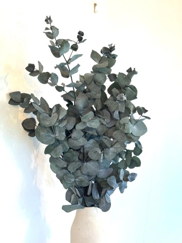 Botte Eucalyptus Cinerea Stabilisé – Image 2