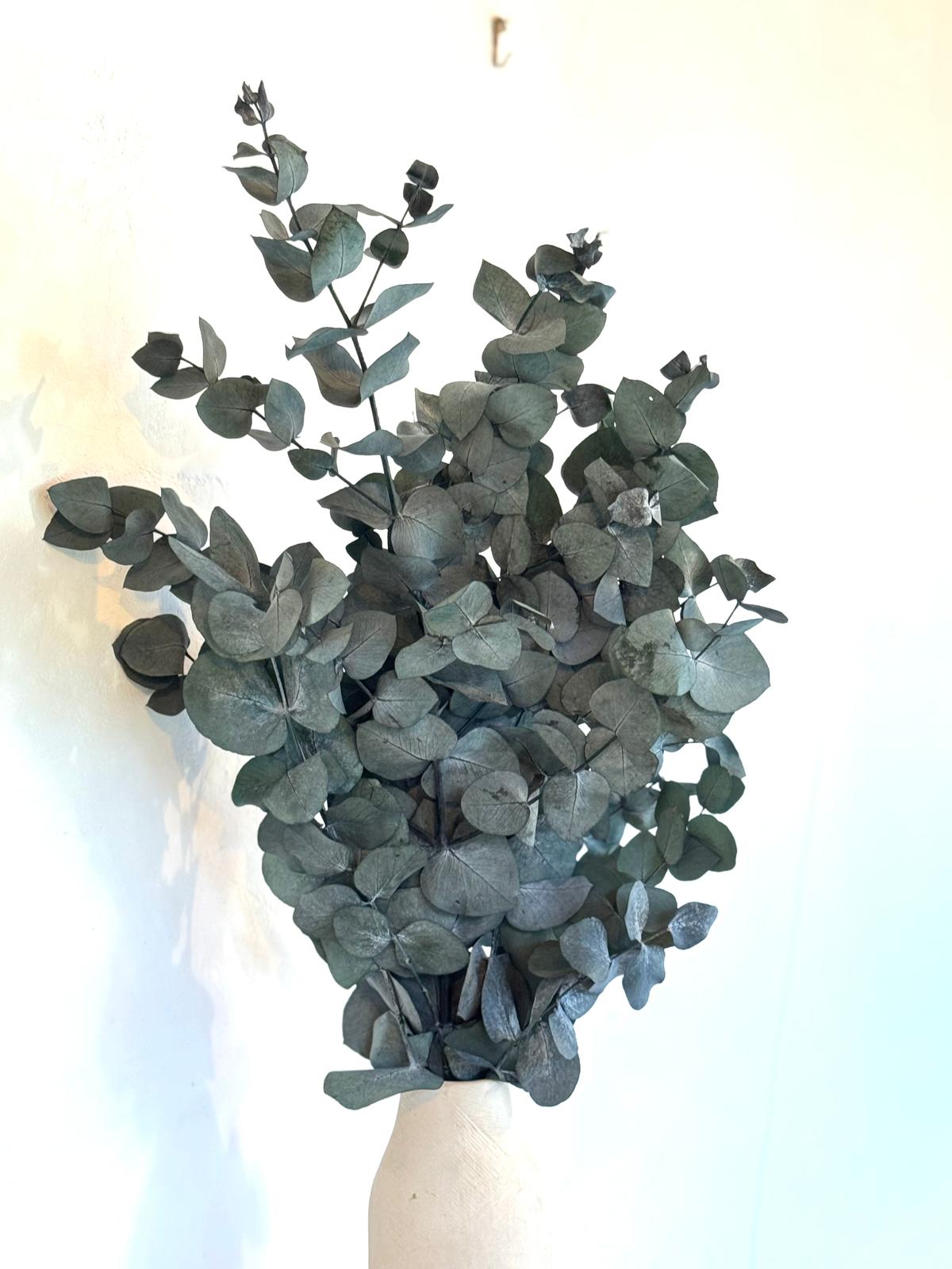 Botte Eucalyptus Cinerea Stabilisé – Image 2