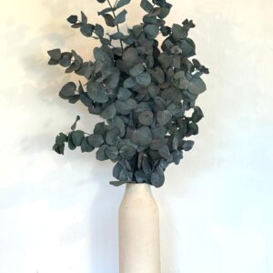 Botte Eucalyptus Cinerea Stabilisé