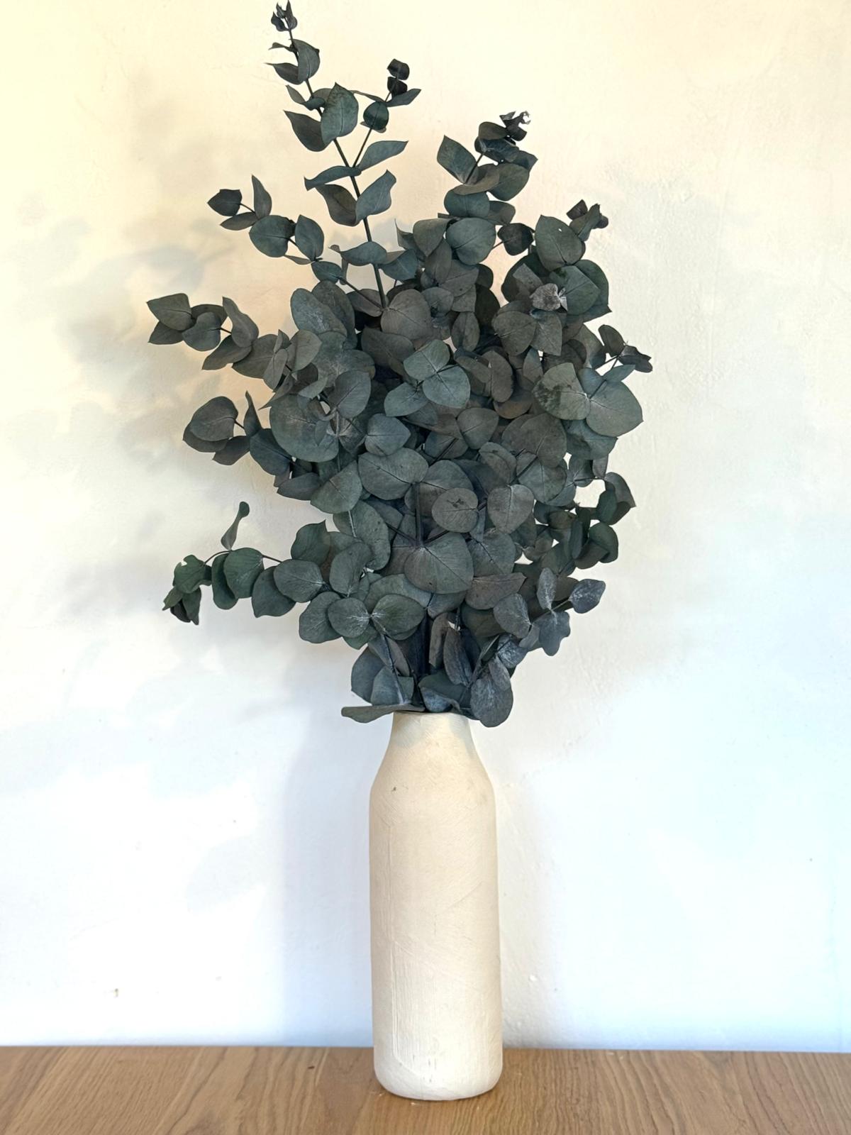 Botte Eucalyptus Cinerea Stabilisé
