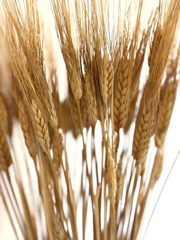 Botte Orge Naturel – Image 3