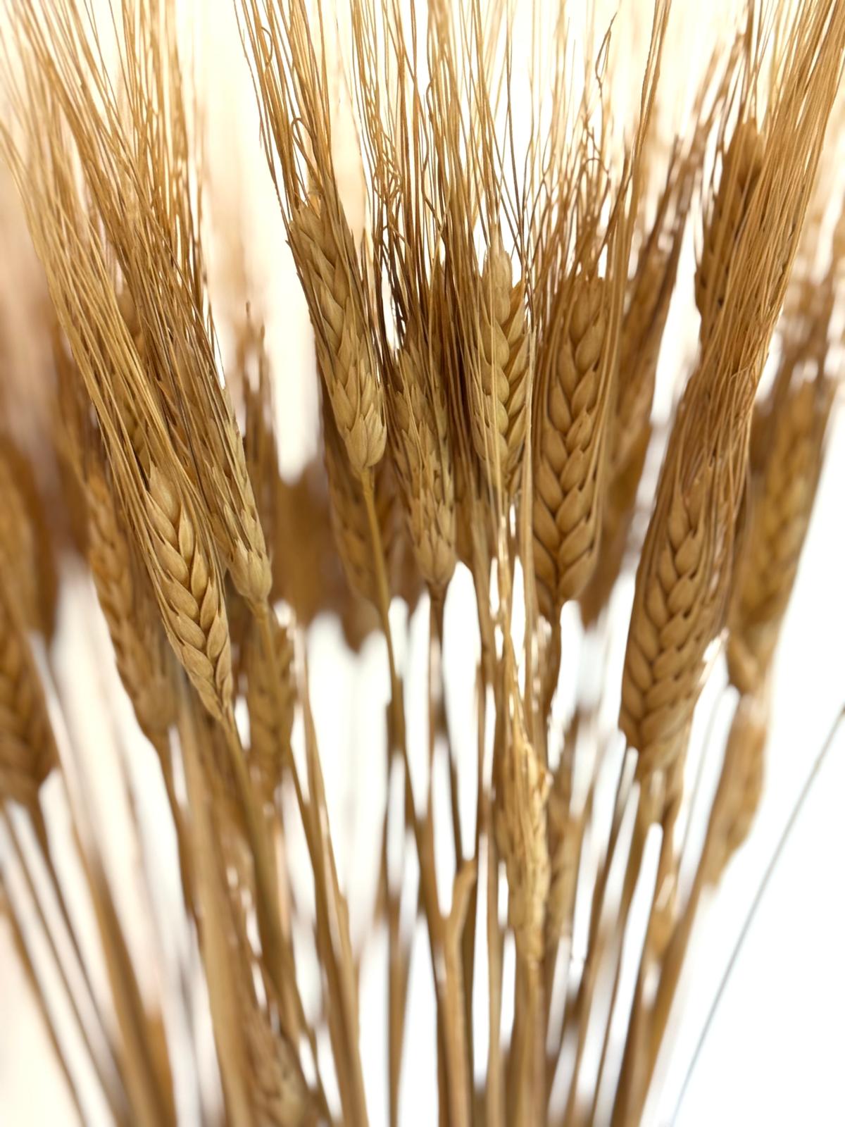 Botte Orge Naturel – Image 3