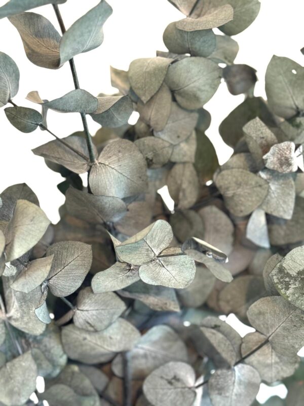 Botte Eucalyptus Cinerea Stabilisé – Image 3