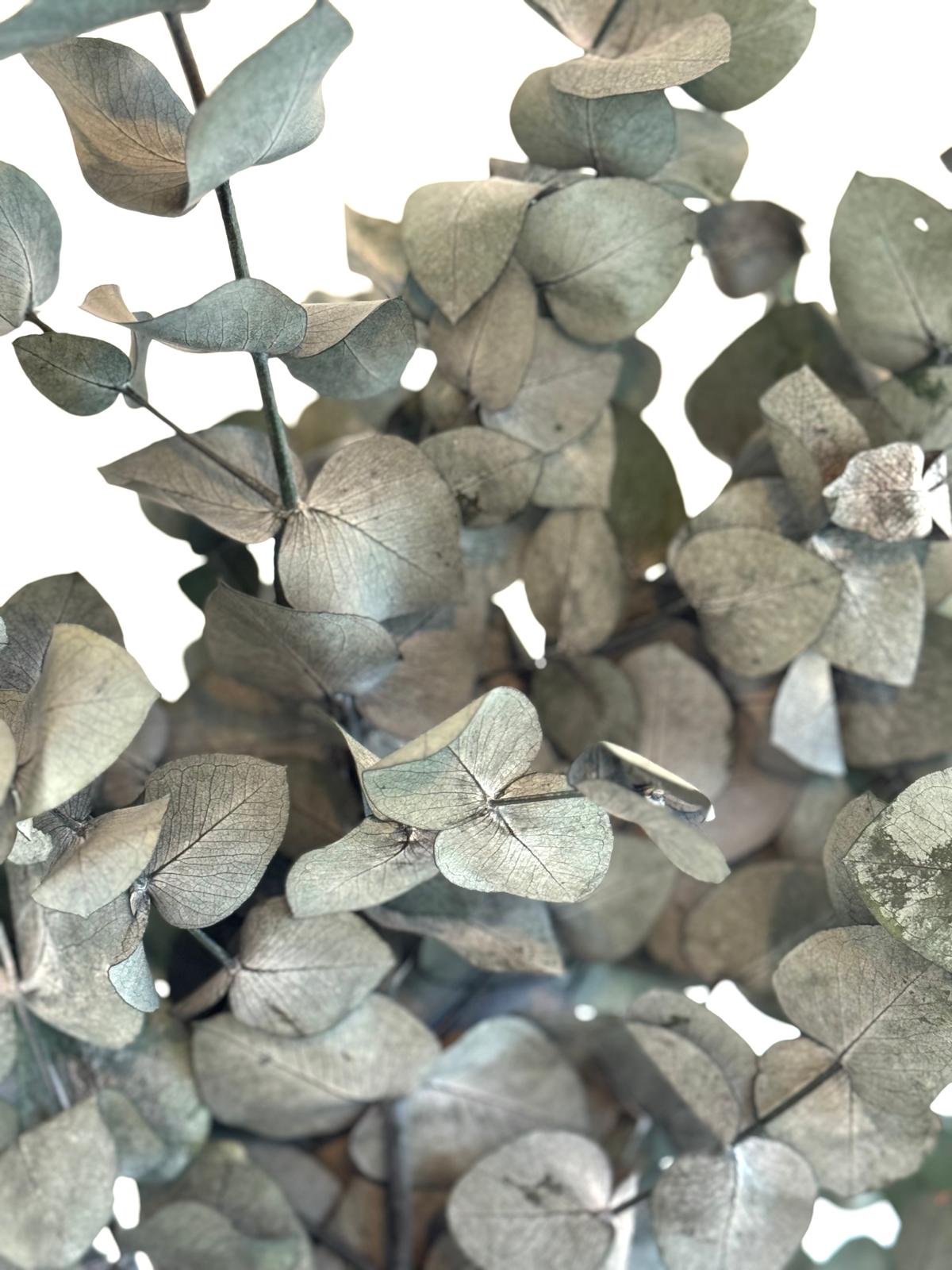 Botte Eucalyptus Cinerea Stabilisé – Image 3