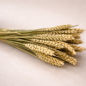 Botte Blé Naturel