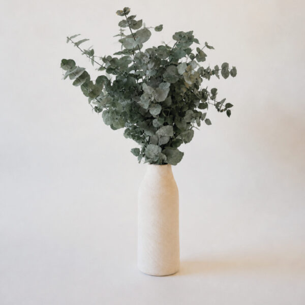 Botte Eucalyptus Cinerea Stabilisé