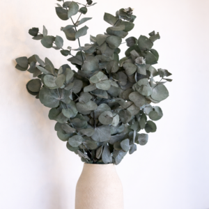 Botte Eucalyptus Cinerea Stabilisé