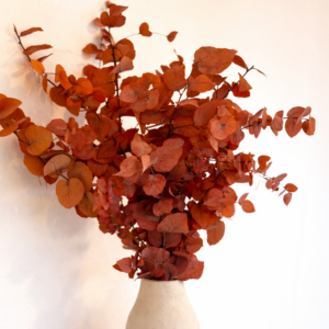 Botte Eucalyptus Cinerea Stabilisé Orange