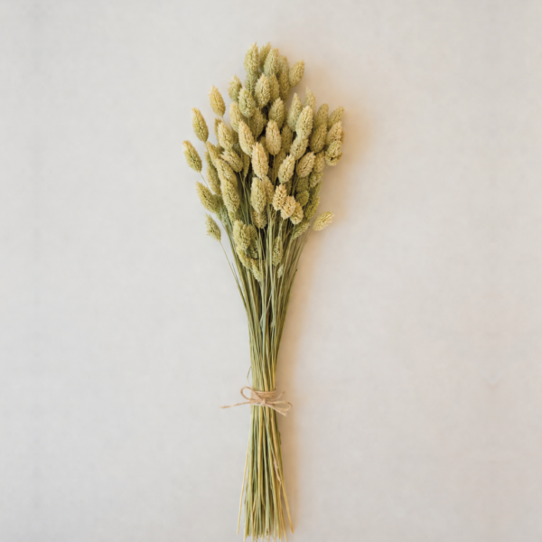 Botte Phalaris Naturel