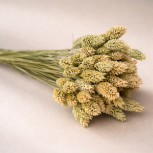 Botte Phalaris Naturel