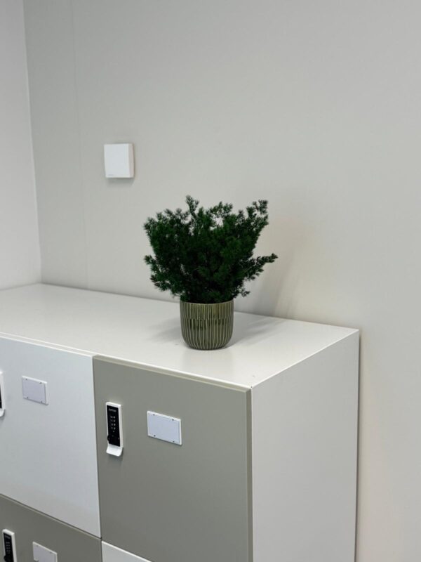 Pot avec feuillage stabilisé – Image 3