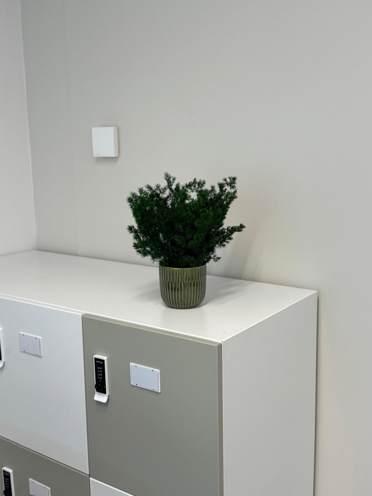 Pot avec feuillage stabilisé – Image 3