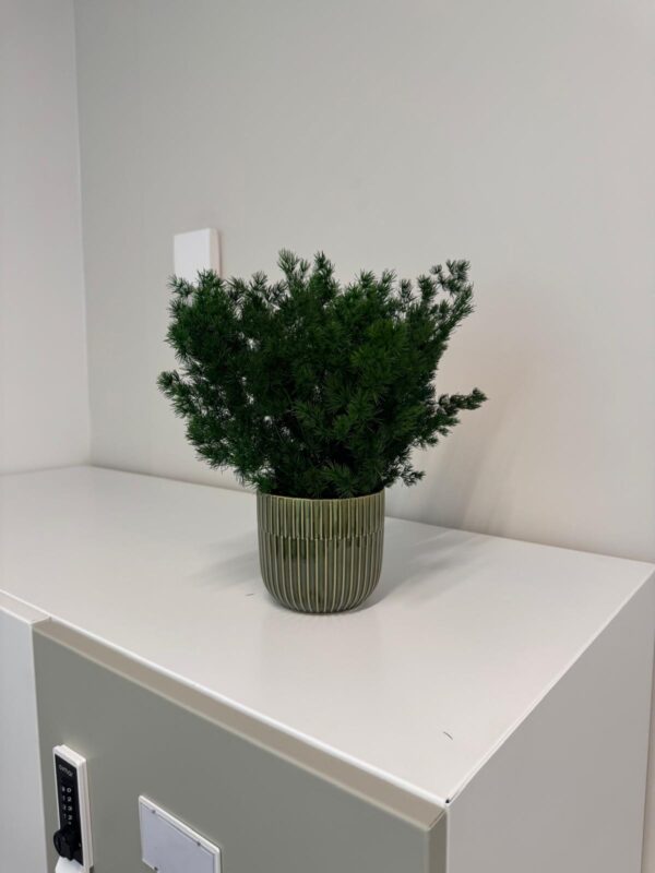 Pot avec feuillage stabilisé – Image 4