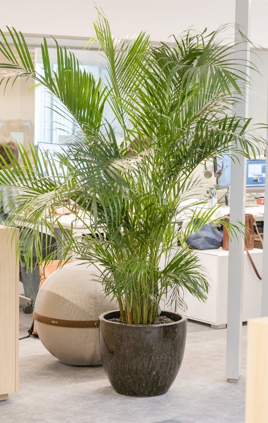 Plante naturelle avec pot – Image 2