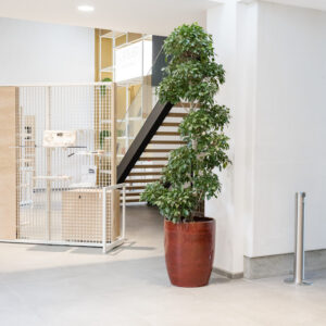 Arbre naturel avec pot