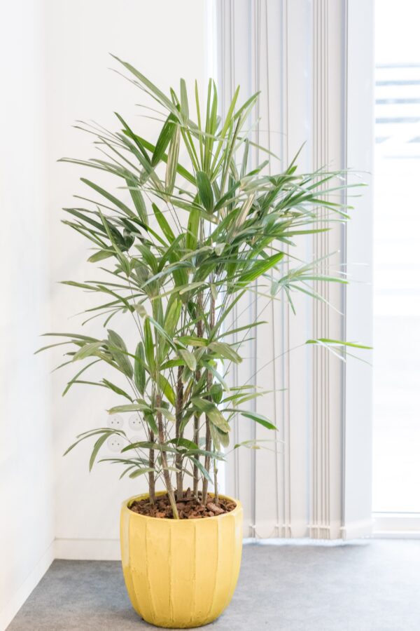 Plante naturelle avec pot – Image 5