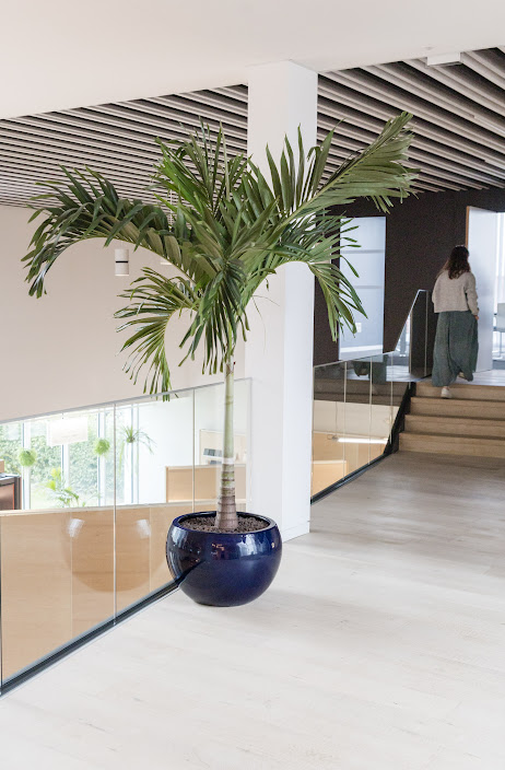 Arbre naturel avec pot – Image 2