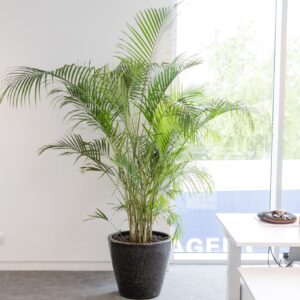 Plante naturelle avec pot