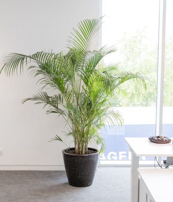 Plante naturelle avec pot