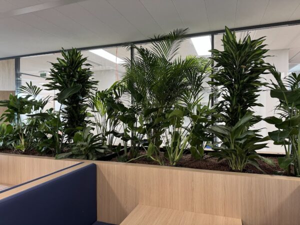 Plante naturelle avec pot – Image 3