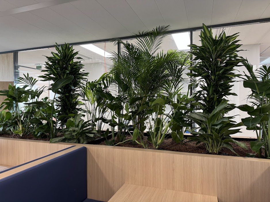 Plante naturelle avec pot – Image 3