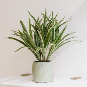 Petite plante artificielle avec pot
