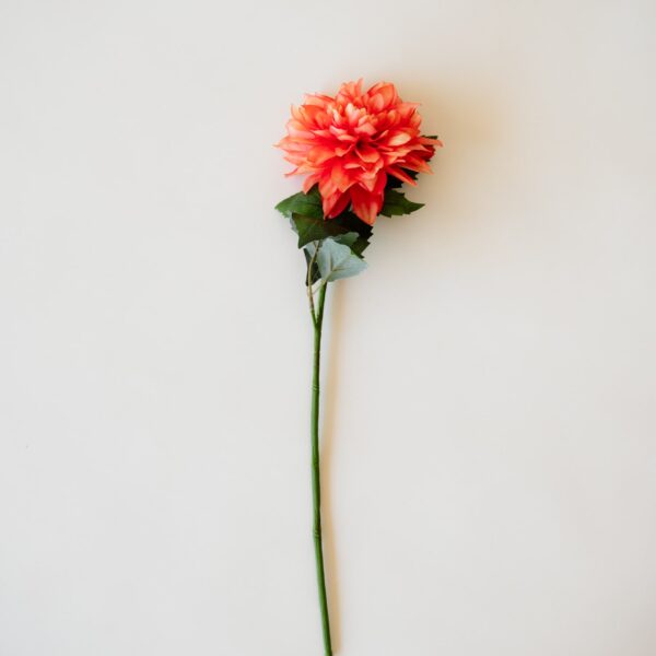 Dahlia Orange