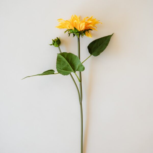 Tournesol