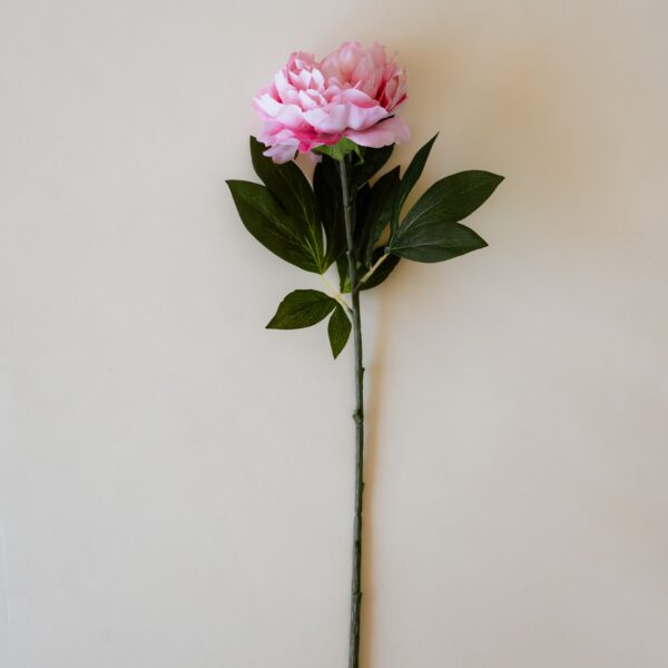 Pivoine Rose Fuchsia