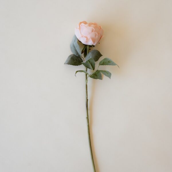 Rose Anglaise Pêche