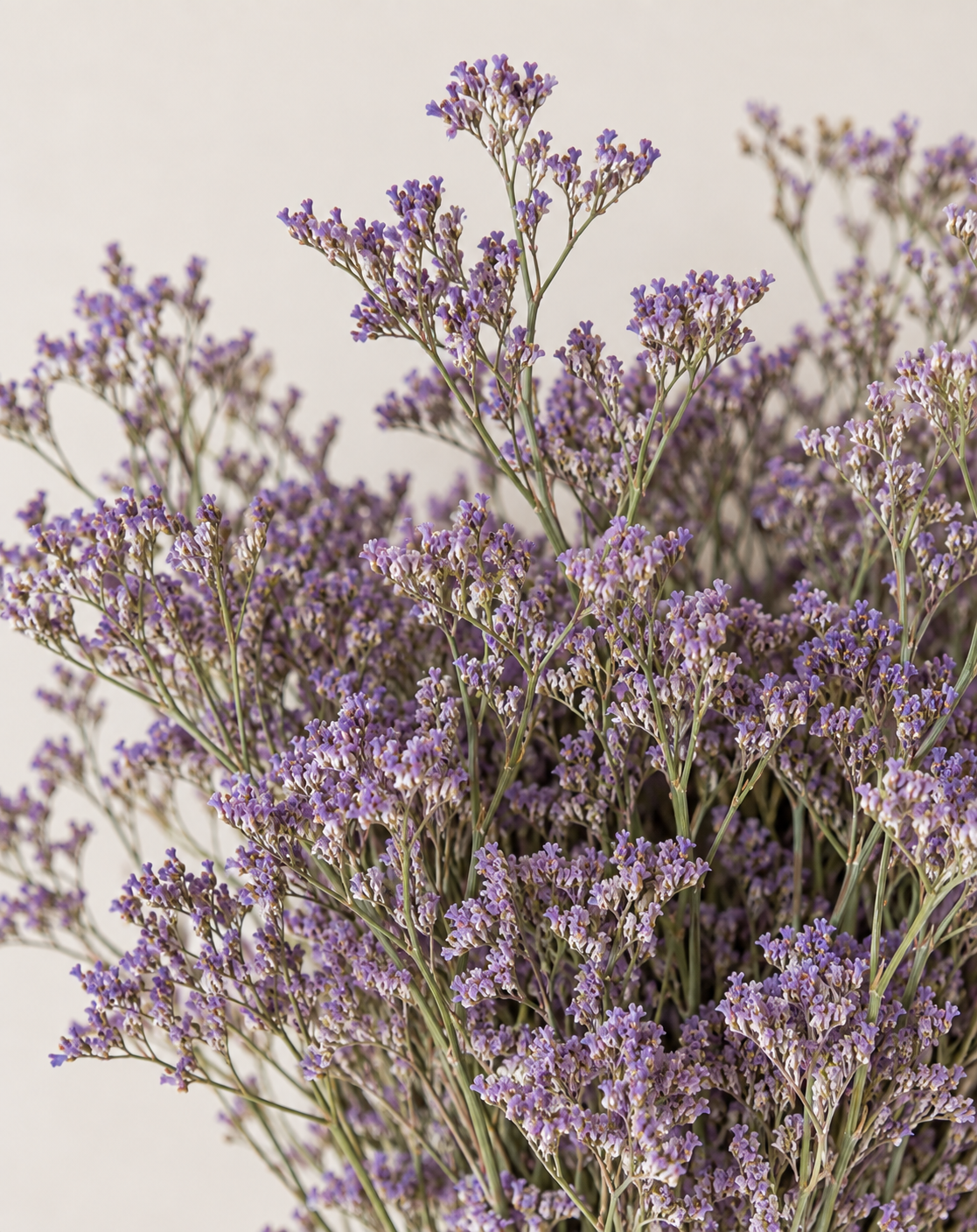 Botte Limonium Violet – Image 2