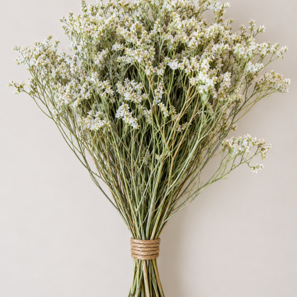 Botte Limonium Blanc