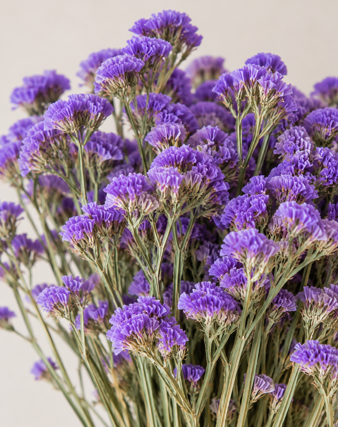 Botte Statice Violet – Image 2